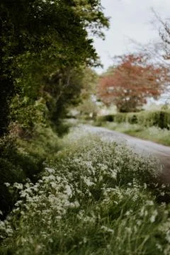 Nature selective focus, selective focus on subject, background blur,during ti Stock Photos