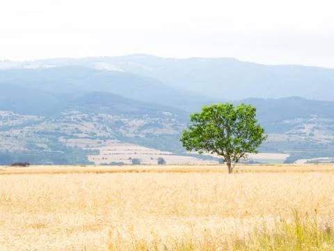 Nature selective focus, selective focus on subject, background blur Stock Photos