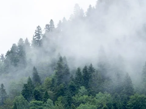 Nature selective focus, selective focus on subject, background blur,during ti Stock Photos