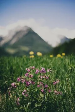 Nature selective focus, selective focus on subject, background blur,during ti Stock Photos