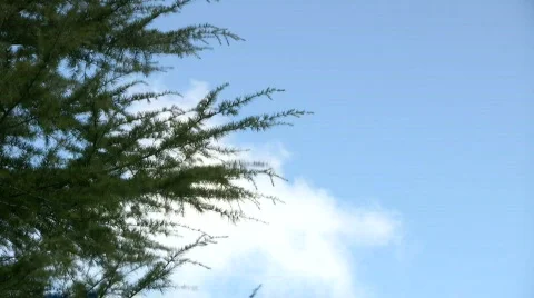 Nature sense Stock Footage 288623
