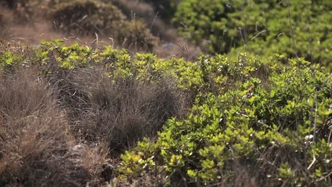 Nature in September in Mallorca. Stock Footage 81075321