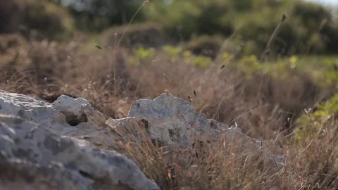 Nature in September in Mallorca. Stock Footage 81075668