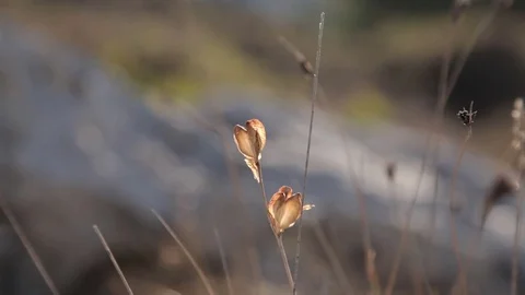 Nature in September in Mallorca. Stock Footage 81075898