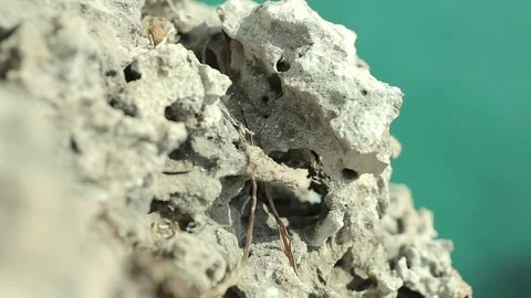 Nature in September in Mallorca. Stock Footage 81076814
