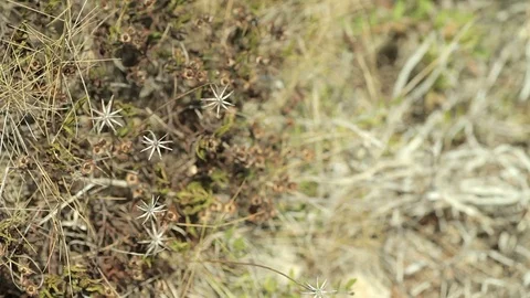 Nature in September in Mallorca. Stock Footage 81077337