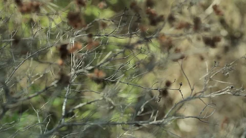 Nature in September in Mallorca. Видео 81077981