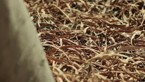 Nature in September in Mallorca. Stockbeeldmateriaal 81078379