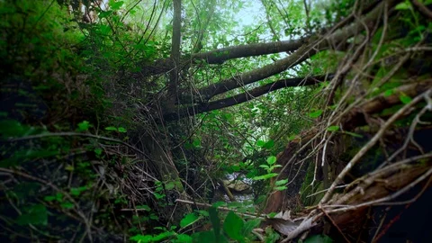 Nature Series Stock Footage 121327713
