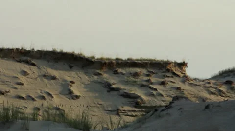 Nature Shot Stock Footage 27770654