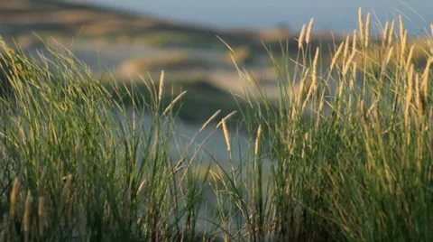 Nature Shot Stock Footage 27777961