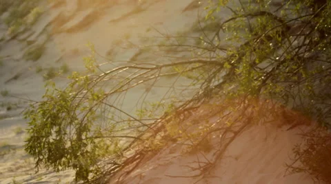 Nature Shot Stock Footage 27787499