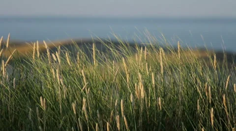 Nature Shot Stock Footage 27787905