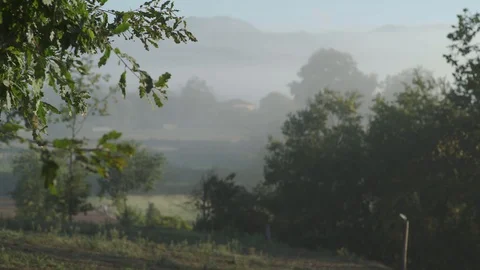 Nature shot with green trees soft look calm vibe Stock Footage 128923107