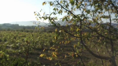 Nature shot with green trees soft look calm vibe Stock Footage 128923378