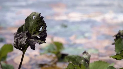 Nature shot on a lake Stock Footage 87601568