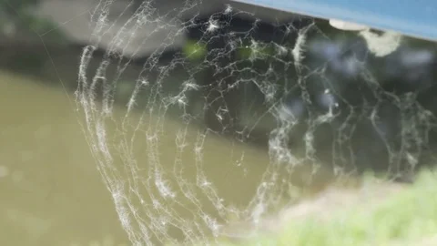 Nature Shot of Spider Web Covered with Tree Pollen Fluff Stock Footage 75892782