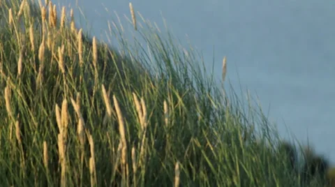 Nature Shot. Sunset. Grass 動画素材 27788571