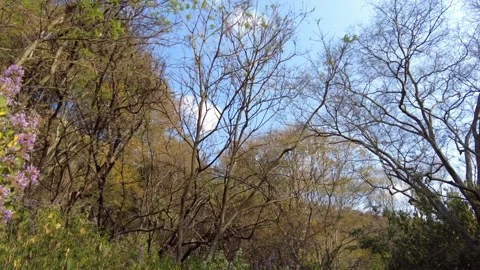 Nature shot  : Trees 库存影片 156384281