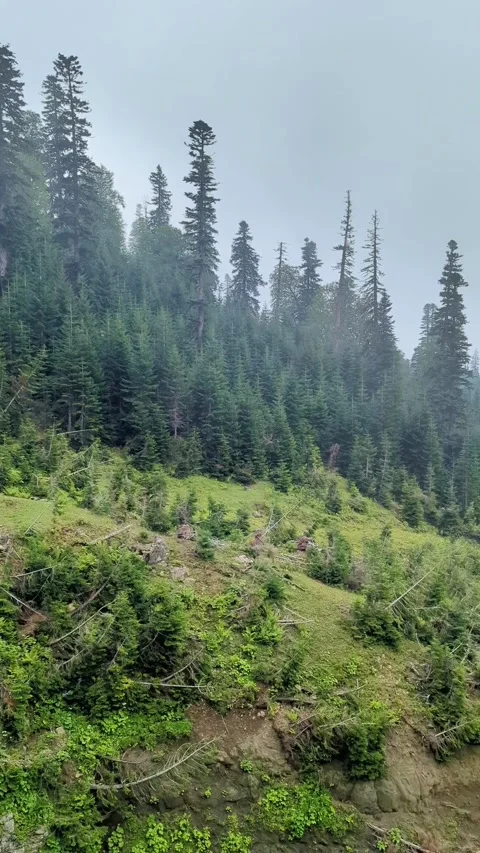 Nature shot from uphill observing beautiful trees Stock Footage 307650396
