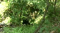 Nature Shots in Florida HD Footage