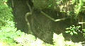 Nature Shots in Florida HD Footage