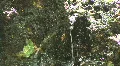 Nature Shots in Florida HD Footage