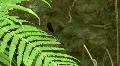 Nature Shots in Florida HD Footage