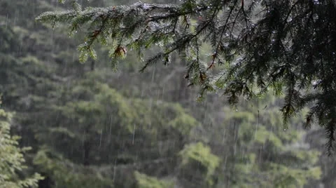 Nature shots Stock Footage 24186291