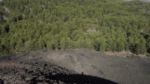 Nature in Sicily forest of pine trees above Etna Mount in national park (tilt) Stock-Footage 152290578