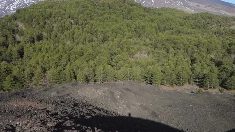 Nature in Sicily forest of pine trees above Etna Mount in national park (tilt) Stock-Footage 152290629