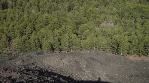 Nature in Sicily forest of pine trees above Etna Mount in national park (tilt) Vídeos de archivo 152290806