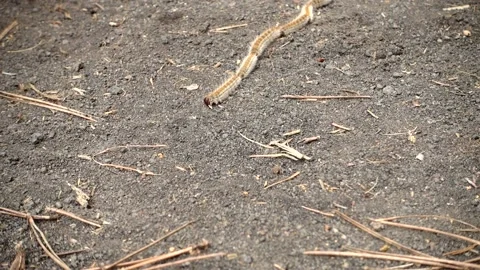 Nature in Sicily a row of pine processionary caterpillars in Etna Park Stock-Footage 151956651