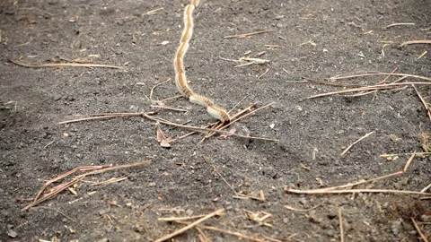 Nature in Sicily a row of pine processionary caterpillars in Etna Park Vídeos de archivo 151956906