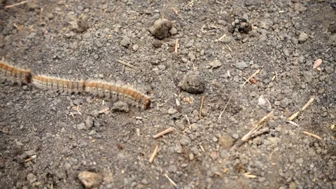 Nature in Sicily a row of pine processionary caterpillars in Etna Park Stock-Footage 151956985