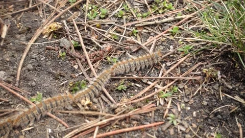 Nature in Sicily a row of pine processionary caterpillars in Etna Park Stock-Footage 151957741