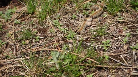 Nature in Sicily a row of pine processionary caterpillars in Etna Park Stock-Footage 151958082
