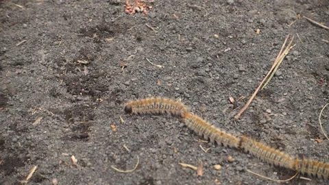 Nature in Sicily a row of pine processionary caterpillars in Etna Park Stock-Footage 151958304