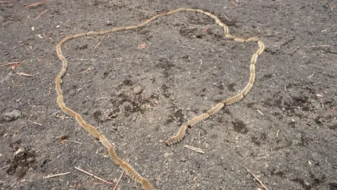 Nature in Sicily a row of pine processionary caterpillars in Etna Park Stock-Footage 151958511