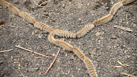 Nature in Sicily a row of pine processionary caterpillars in Etna Park Stock-Footage 151958765