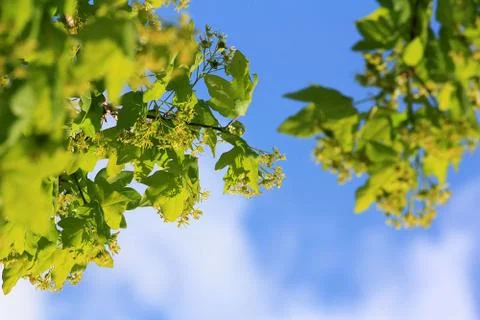 Nature in the sky Foto stock