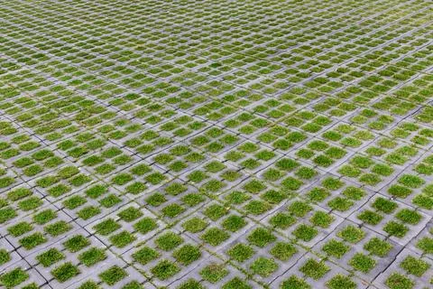 The nature of small grass and square brick paving in the park Stock Photos