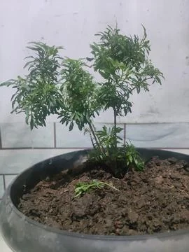 Nature small tree Stock Photos