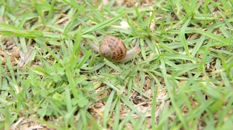 Nature. snail crawling on grass Stock Footage 43861565
