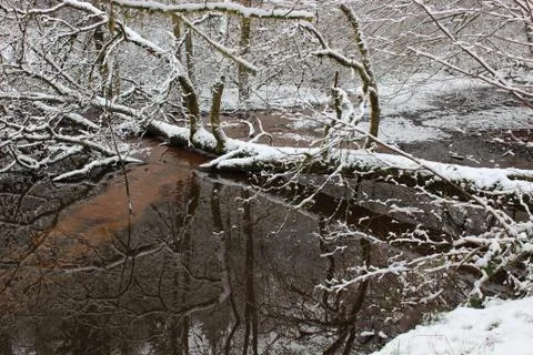 Nature in snow Stock Photos