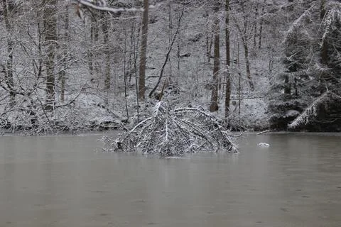Nature in snow Stock Photos