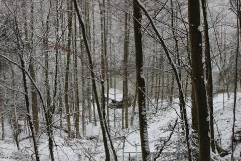 Nature in snow Stock Photos