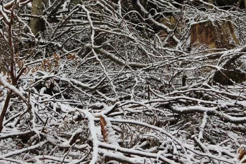 Nature in snow Stock Photos