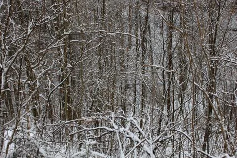 Nature in snow Stock Photos