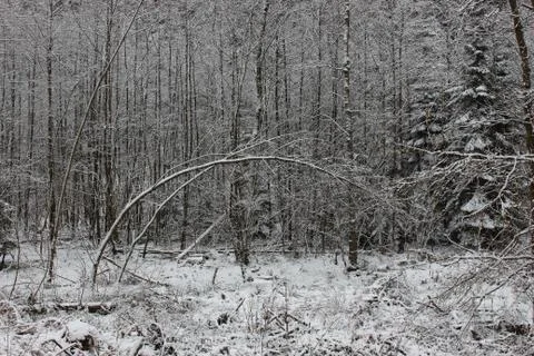 Nature in snow Stock Photos